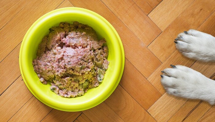 perro frente a tazon de comida humeda