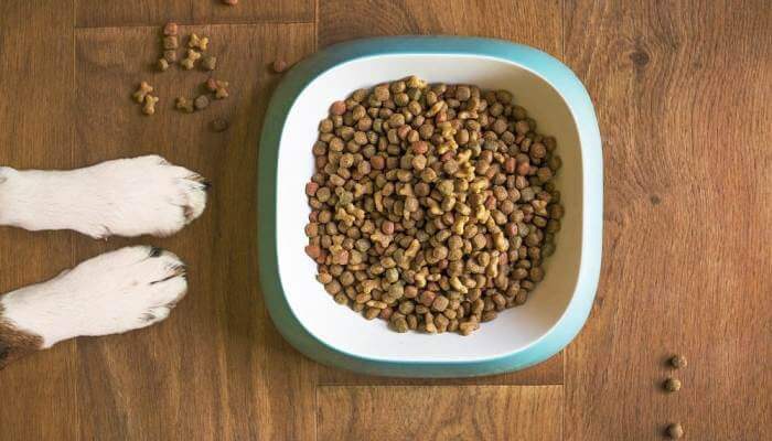 perro frente a tazon de comida seca