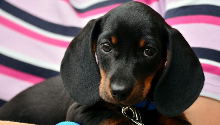 hermoso cachorro salchicha negro