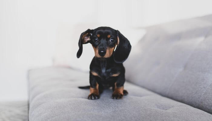 cachorro dachshund negro sobre sofa