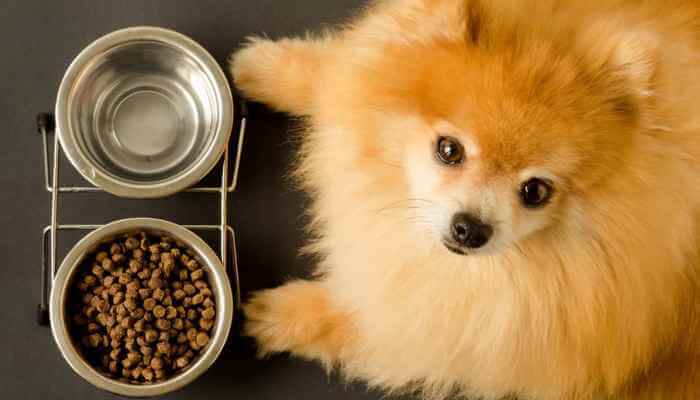 pomerania echado frente a tazones de agua y comida