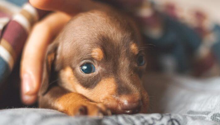 perro salchicha cachorro con ojos azules