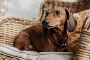 perro salchicha marron en butaca