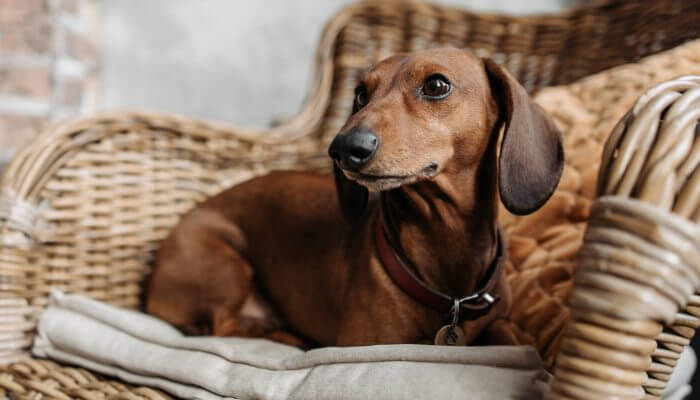 perro salchicha marron en butaca