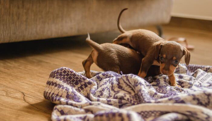 cachorros dachshund jugando sobre manta