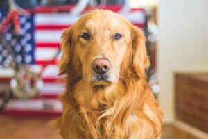 hermoso golden retriever mirando fijamente