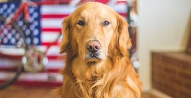 hermoso golden retriever mirando fijamente