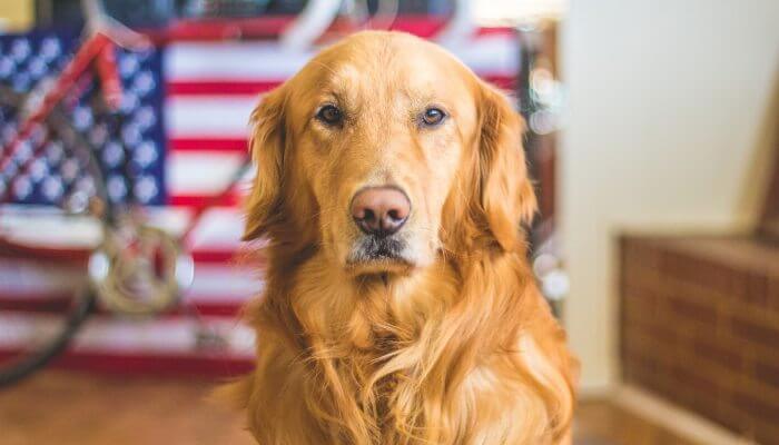 hermoso golden retriever mirando fijamente