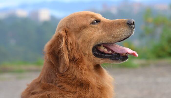perro golden retriever oscuro con la boca abierta