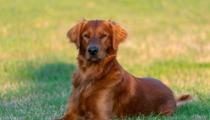 hermoso golden retriever echado en la hierba con cabeza erguida