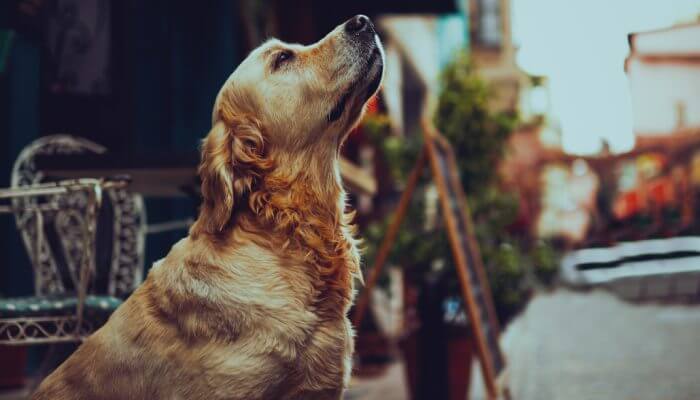 perro golden retriever en la ciudad