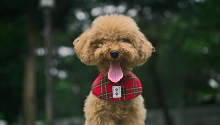 perro caniche miniatura con collar y lengua afuera