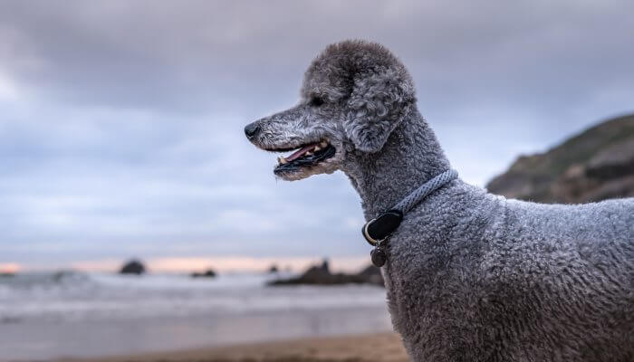 perro caniche estandar con collar