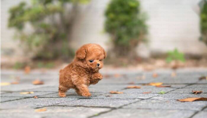 perro caniche tacita de te caminando