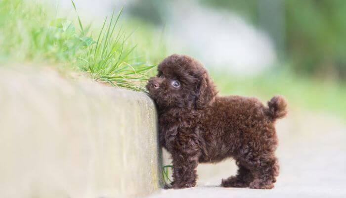 perro caniche toy marron oscuro