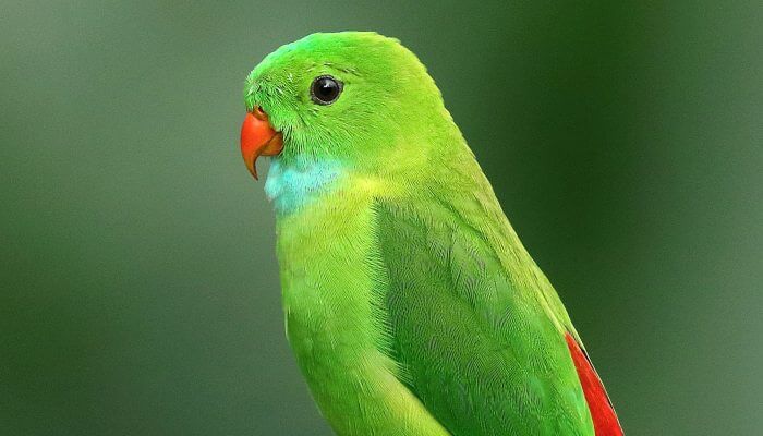 periquito verde con pico rojo