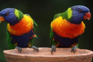 hermosas cotorras de plumaje multicolor