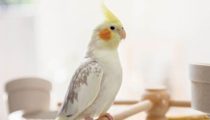 cacatua con copete amarillo