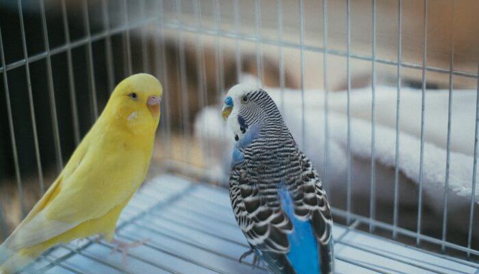 pajaros mascota dentro de su jaula