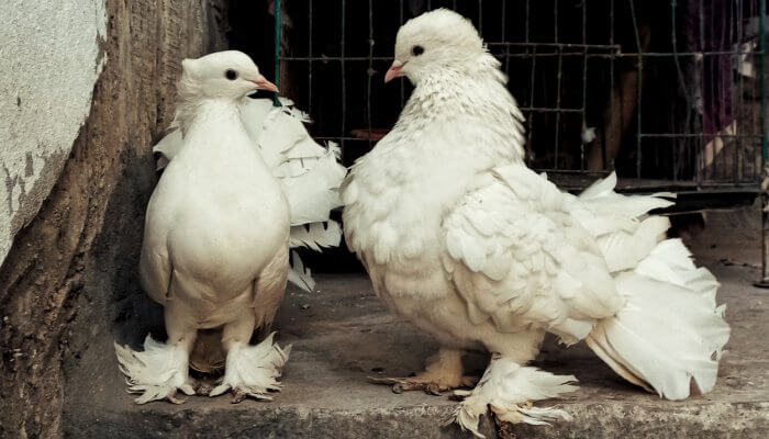 palomas blancas exoticas