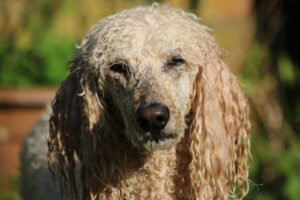 perro caniche de pelo largo rizado