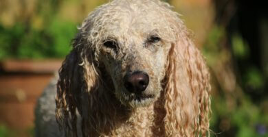 perro caniche de pelo largo rizado