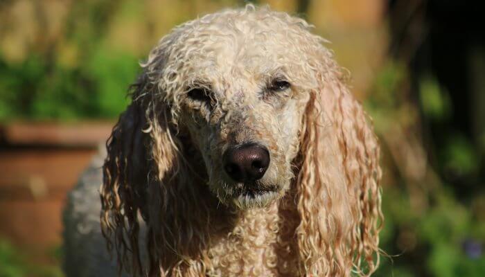 perro caniche de pelo largo rizado