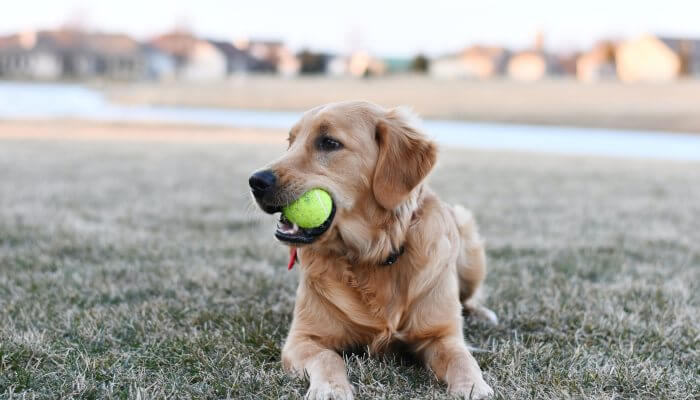 golden retriever echado y mordiendo pelota