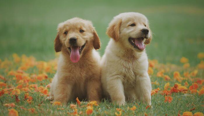 cachorros golden retriever sobre el cesped