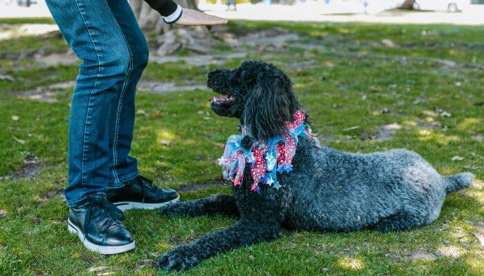 caniche negro jugando con su dueno