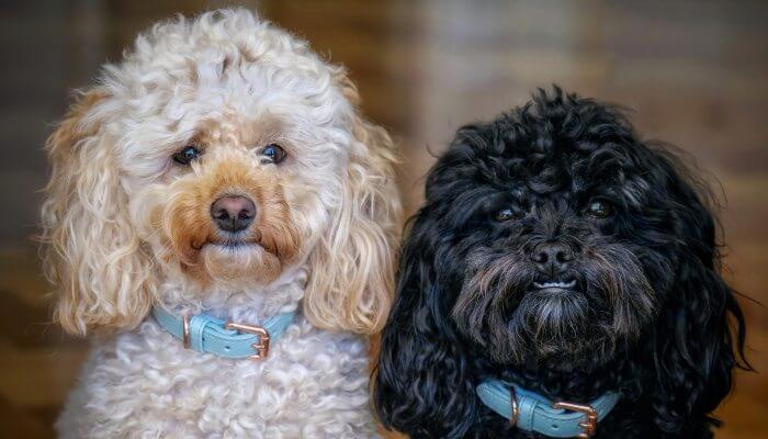 dos perros caniches con collar azul