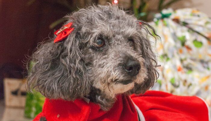 perrita caniche con vestido y adorno rojos