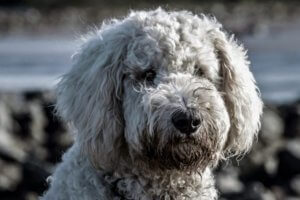 caniche gris peludo mirando atentamente