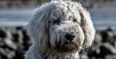 caniche gris peludo mirando atentamente