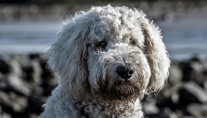 caniche gris peludo mirando atentamente