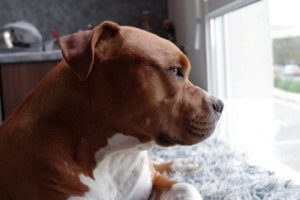 perro pitbull marron mirando por la ventana