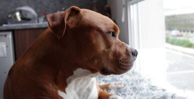 perro pitbull marron mirando por la ventana