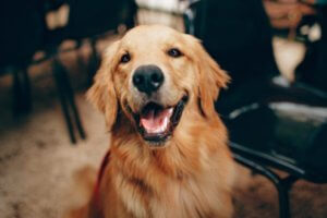 perro golden retriever sonriendo