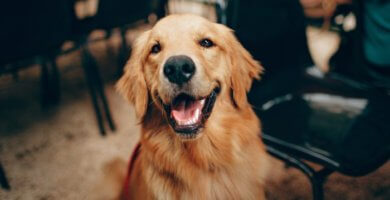 perro golden retriever sonriendo