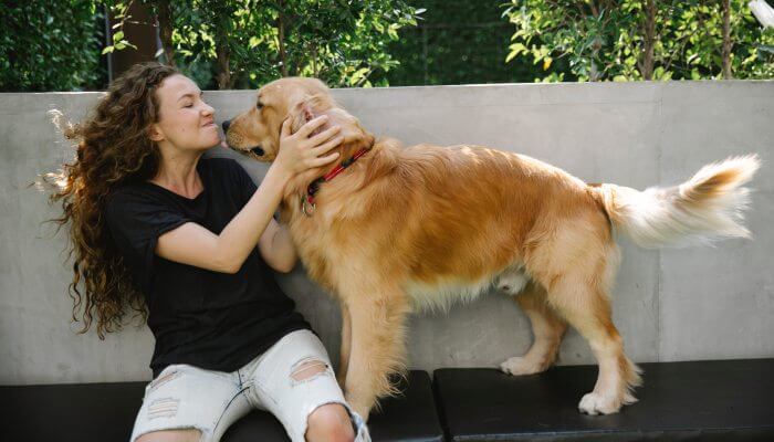 golden retriever besando a su duena