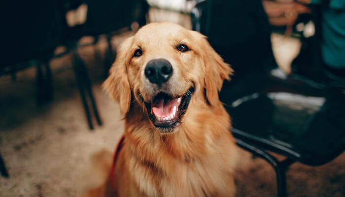 perro golden retriever sonriendo