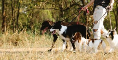 grupo de perros paseando al aire libre