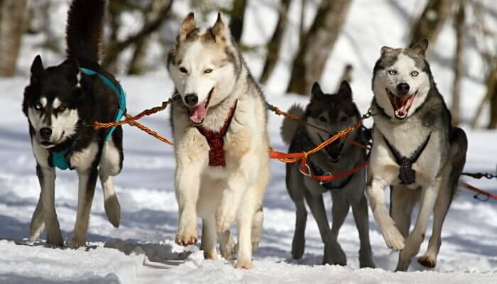 perros husky tirando de trineo