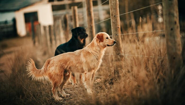perros mirando detras de la cerca