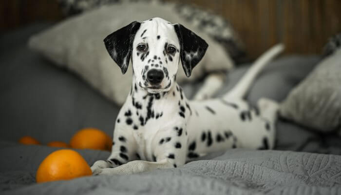 perro dalmata acostado sobre sofa