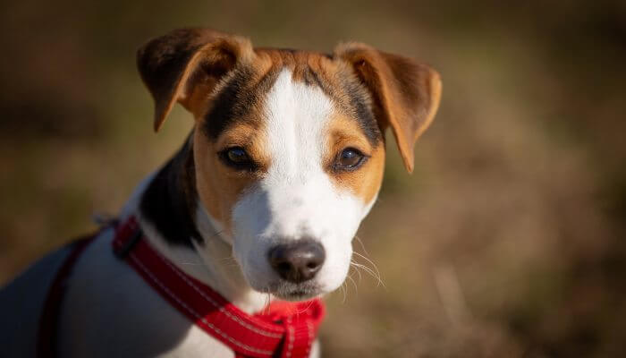perro terrier tricolor con collar rojo