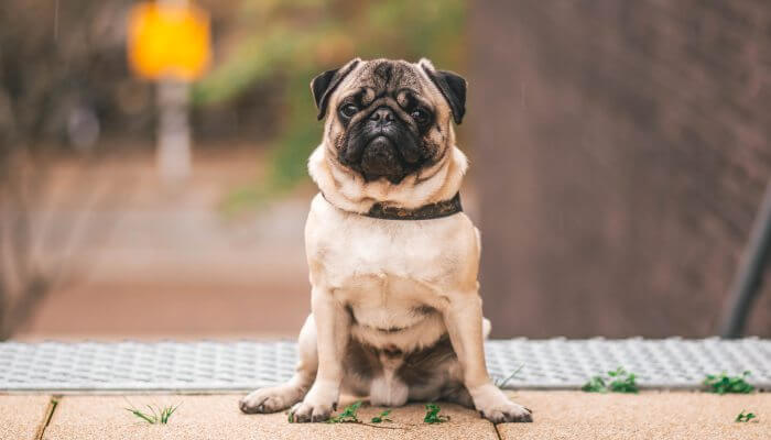 perro pug sentado sobre patas traseras