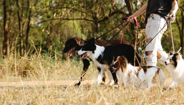 grupo de perros paseando al aire libre