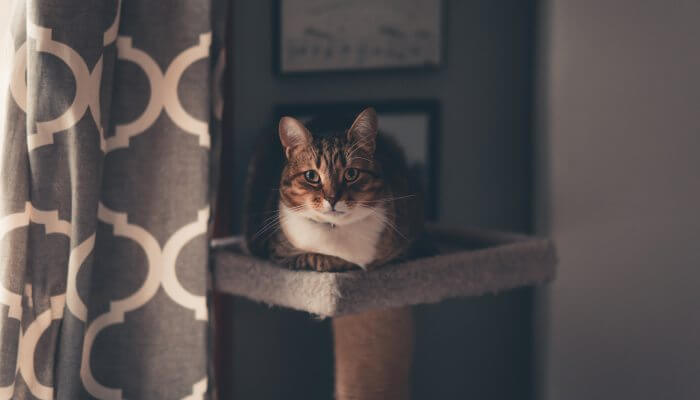 gato acostado en torre para gatos