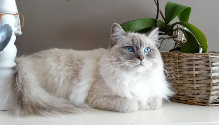 gato blanco de ojos azules echado junto a planta